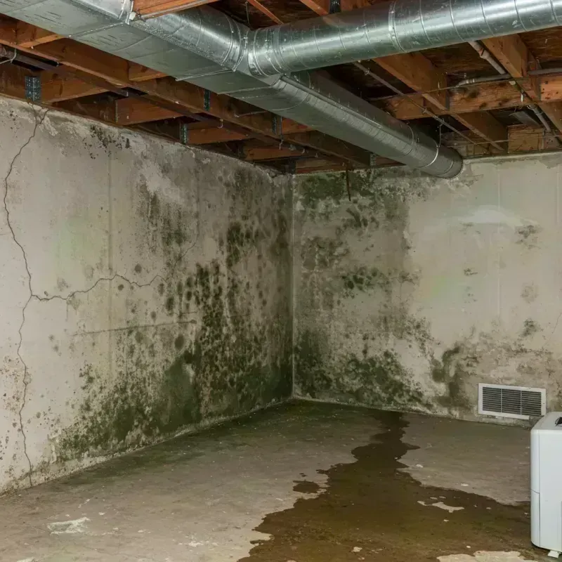 Professional Mold Removal in Urbana, IL